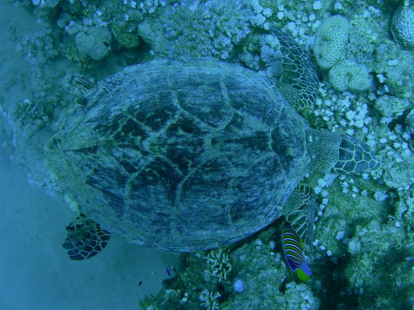 Brayka Bay, Brayka Bay,Ägypten