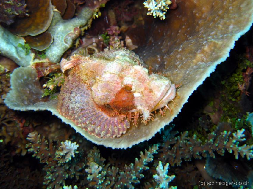 Siqujior, Aberration Dive Club, Siquijor,Philippinen