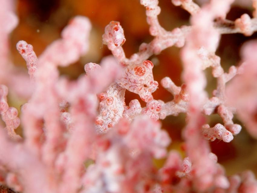 Tarzan Diving, Raja Ampat, Indonesien