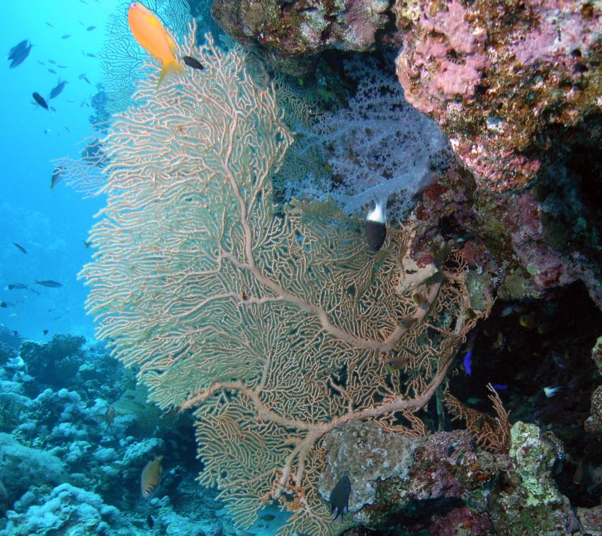 Safaga 01/2011 Teil 4, Safaga - allgemein,Ägypten