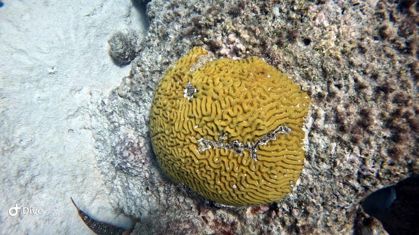 Curacao Divers (Sun Reef Village), Sint Michiel, Niederländische Antillen, Curaçao