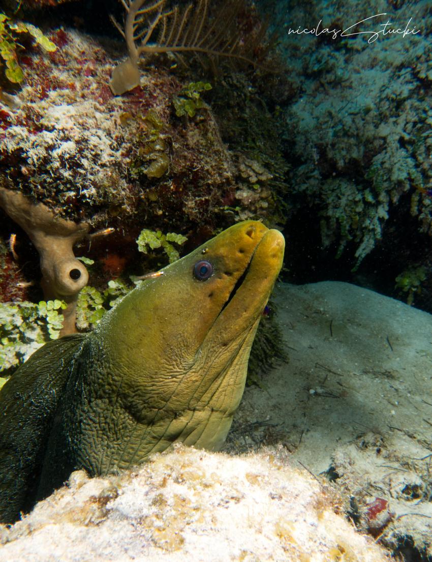 Huracan Diving, Long Caye, Lighthouse Reef, Belize