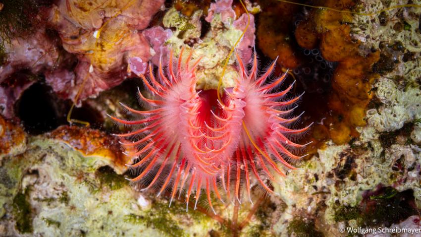 Punta Diving, Betina, Kroatien