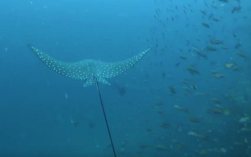 Noonu Atoll - Orimas Thila, Malediven