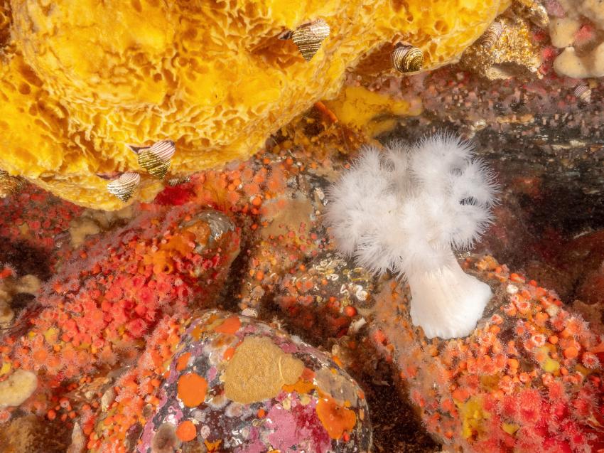 Oceanfix.ca Dive Centre, Kanada