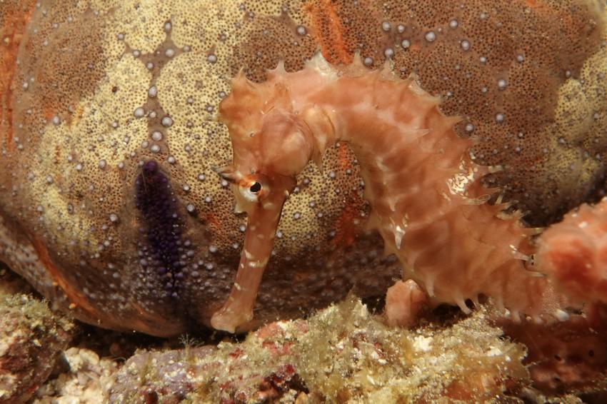 Devocean Divers, Malapascua (ehemals Seaquest Divecenter), Philippinen