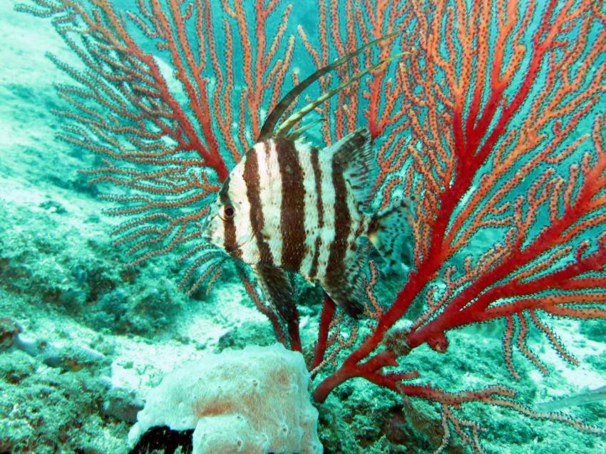 Atlantic Diving Center, Santana, Sao Tome und Principe