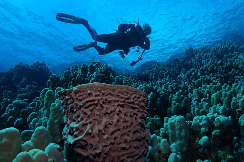 Ducks Diving Quesier at Rohanou Beach Resort, Ägypten, El Quseir bis Port Ghalib