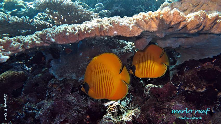 Merlo Reef, Sudan Riffkarte Seawolf Diving Safari Dominator Merlo Reef, Merlo Reef Nordplateau, Sudan