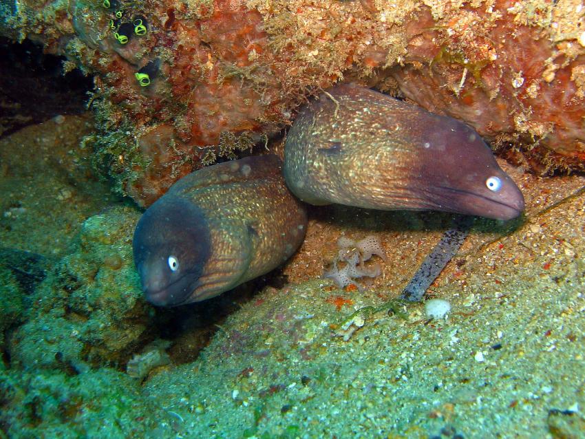 Pulau(= Insel) Sahaung (Bangka Archipel), Pulau Sahaung,Indonesien,2 Weißaugen-Muränen (Gymnothorax thyrseideus)