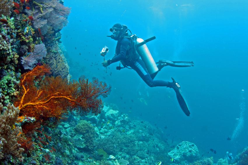 Pulau(= Insel) Sahaung (Bangka Archipel), Pulau Sahaung,Indonesien,Taucher inspiziert einen Knoten-Seefächer