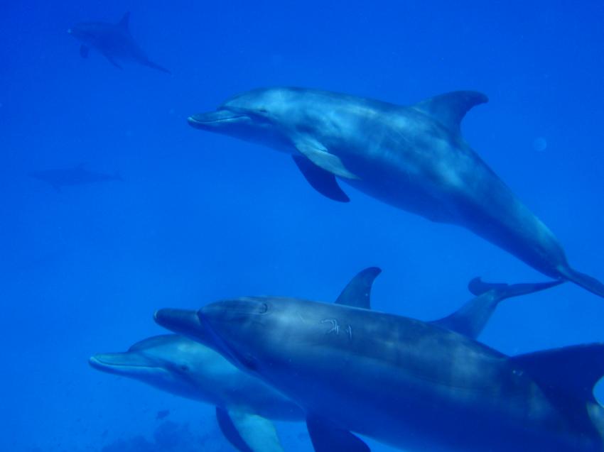 Delfinschule