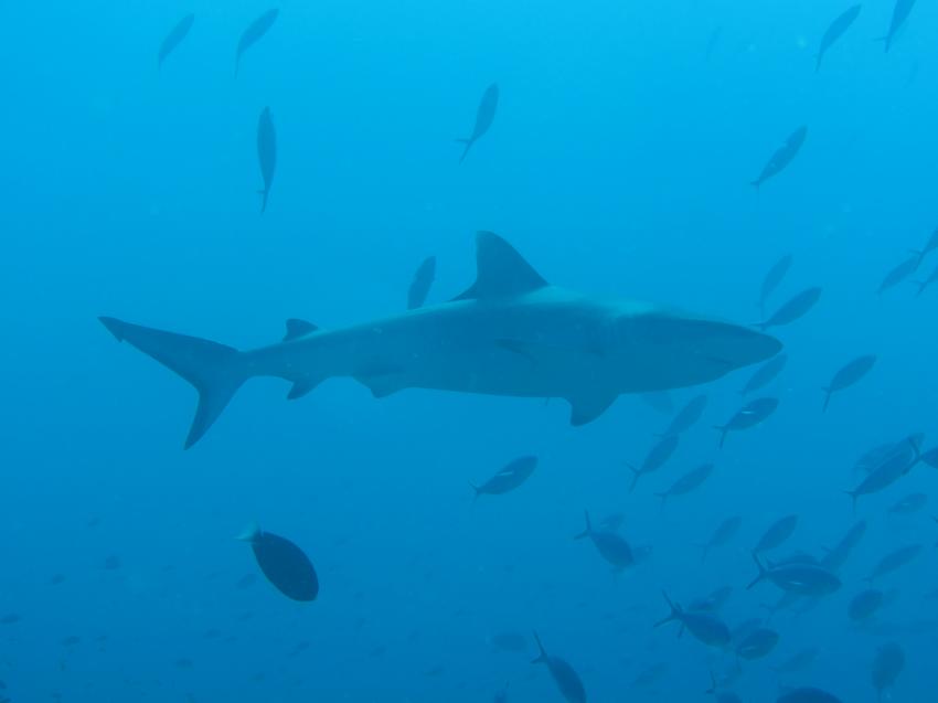 Helengeli Thila, Euro-Divers Kagi Maldives, Malediven