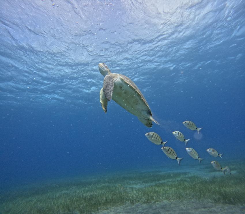 Meeresschildkröte, Schildkröte, Turtle, Zeus Dive Center Teneriffa, Spanien, Kanaren (Kanarische Inseln)