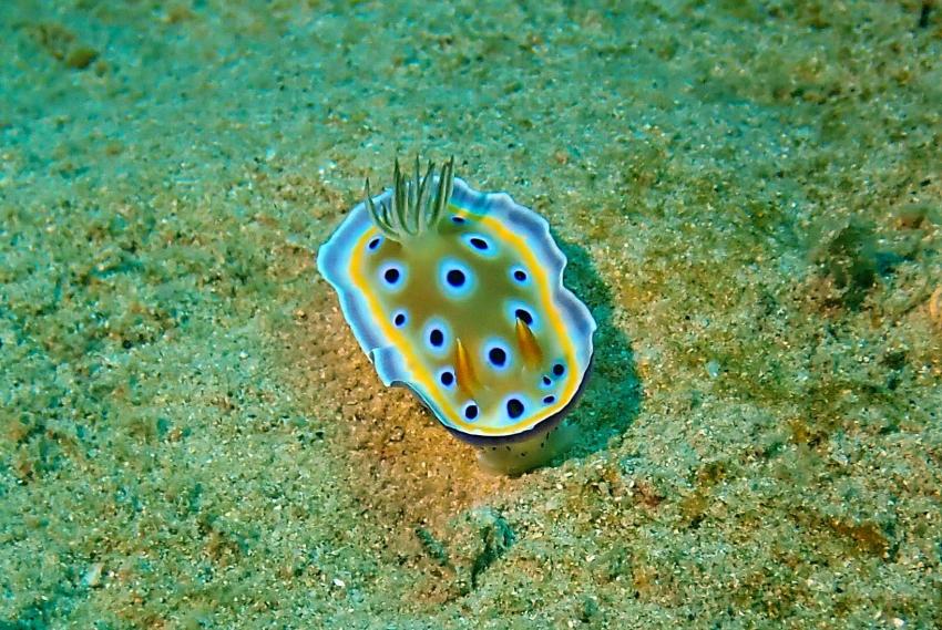 Nudi at Thai Pau, Kamala, tauchen, diving, 1/2 tagestrips, day trips, Scuba Quest Dive Center, Kamala, Thailand, Andamanensee