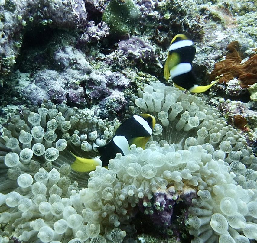 DivePoint Meedhupparu, Malediven