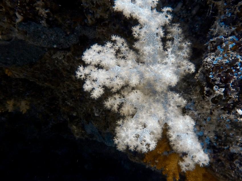 DivePoint Meedhupparu, Malediven