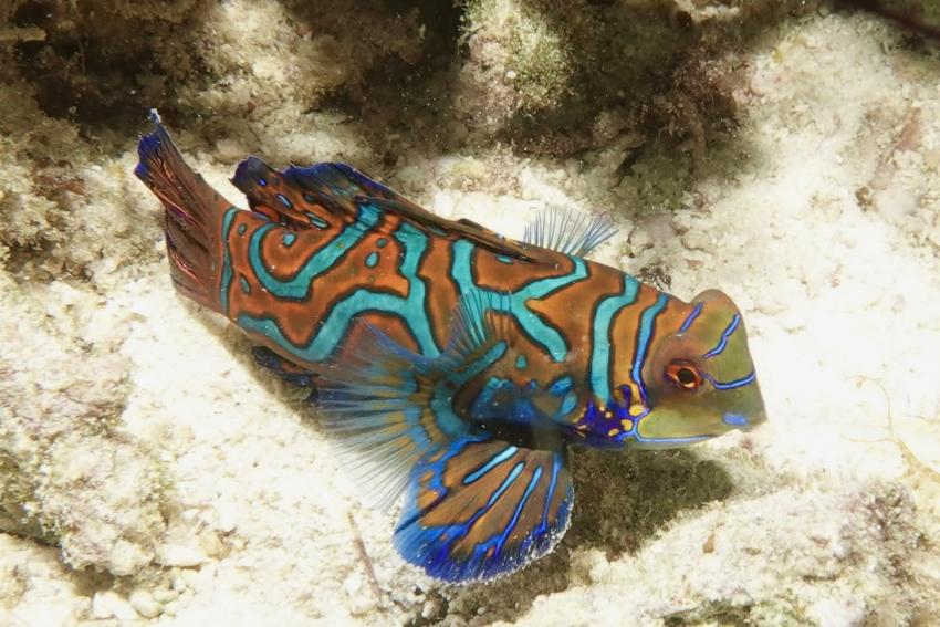 Devocean Divers, Malapascua (ehemals Seaquest Divecenter), Philippinen