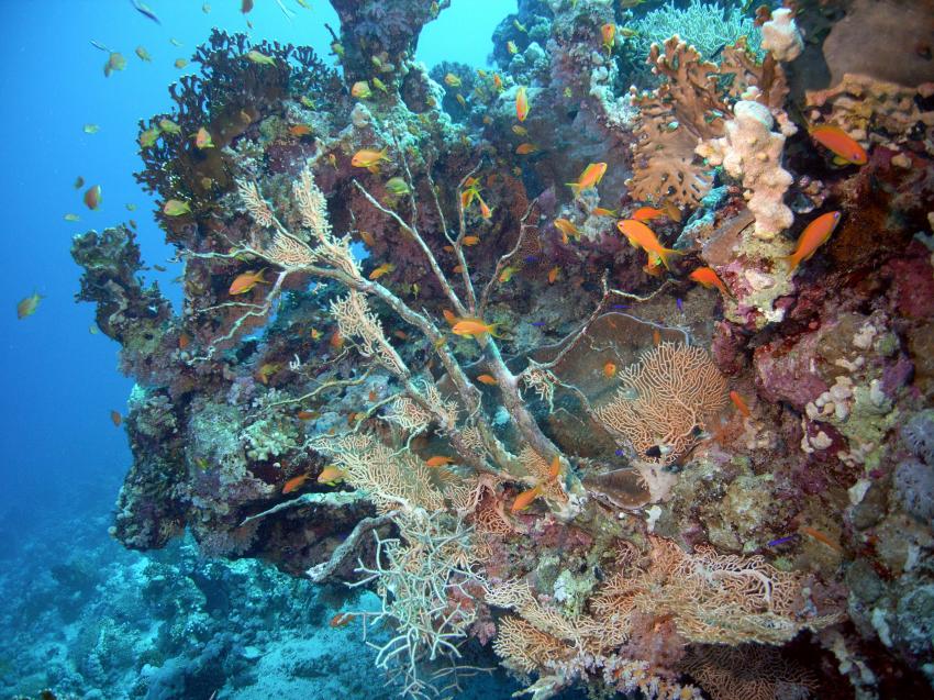 Safaga 01/2011 Teil 4, Safaga - allgemein,Ägypten