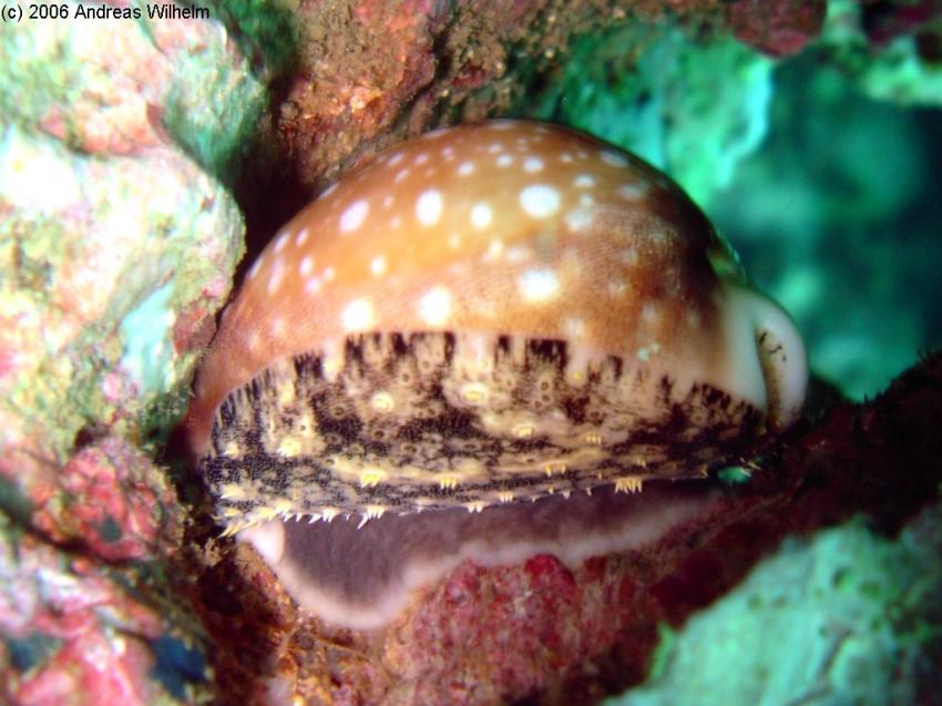 Phuket - Anemone Reef, Phuket,Thailand