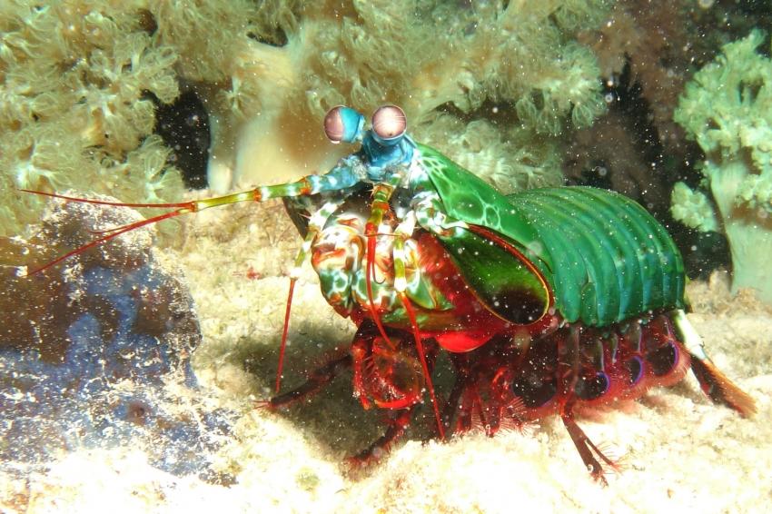 Mantis Shrimp Mnemba, Fangschreckenkrebs, Stomatopoda, Mantis Shrimp, Spanish Dancer Divers, Tansania