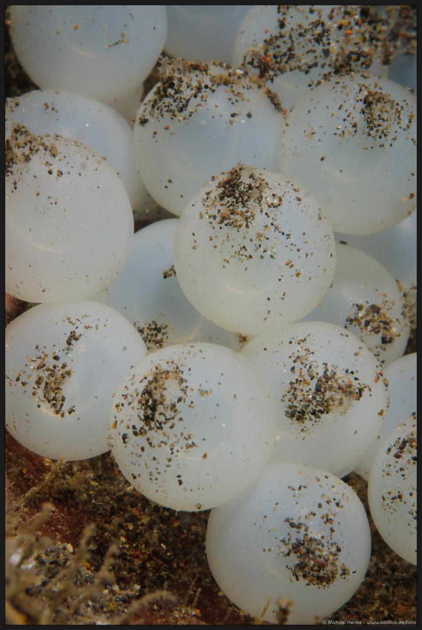 Puri Jati, Puri Jati,Indonesien,Sepia,Gelege,eier