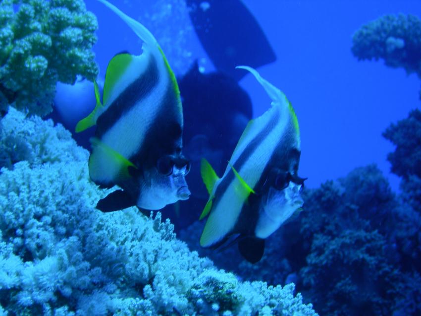 Erg Abu Dabbab Reef, Abu Dabbab (Marsa Alam),Ägypten