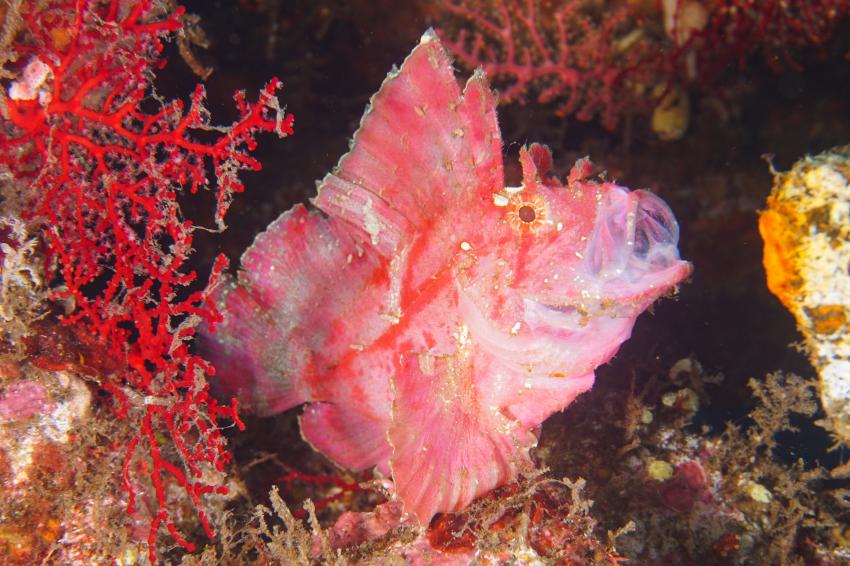 Schaukelfisch, Schauklfisch, Leaf Scorpionfish, Paperfish, Taenianotus triacanthus, ORCA Diveclub Candidasa, Bali, Indonesien, Bali