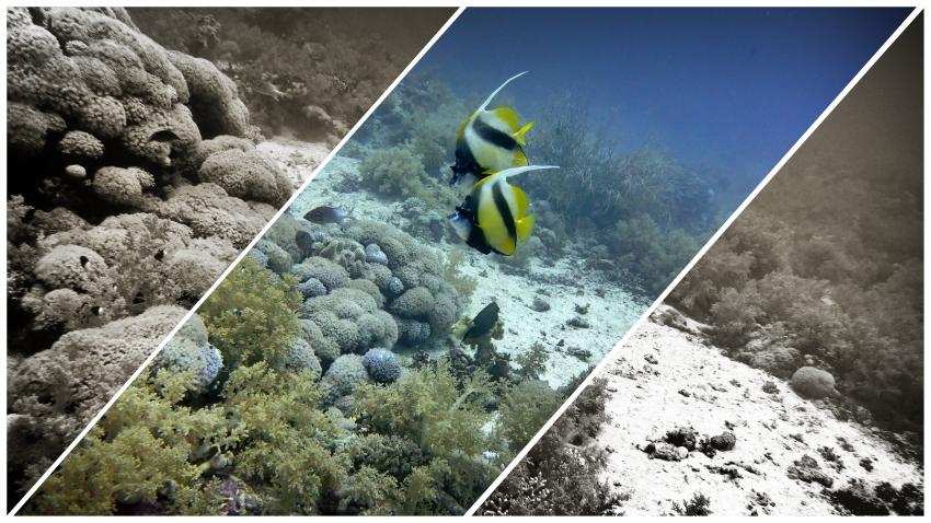 M/Y Independence II, Ägypten