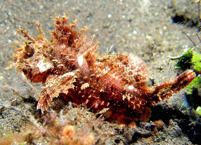 Tulamben - Coral Garden