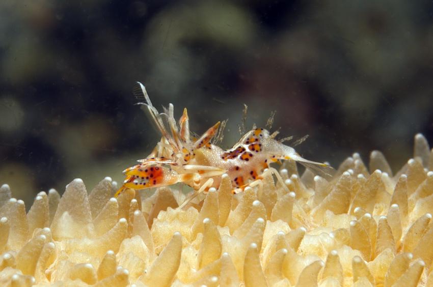 Diverse Tauchplätze. Unterkunft/Tauchschule Bastianos Resort, Lembeh, Lembeh Strait,Nord Sulawesi,Indonesien,Tiger-Garnele