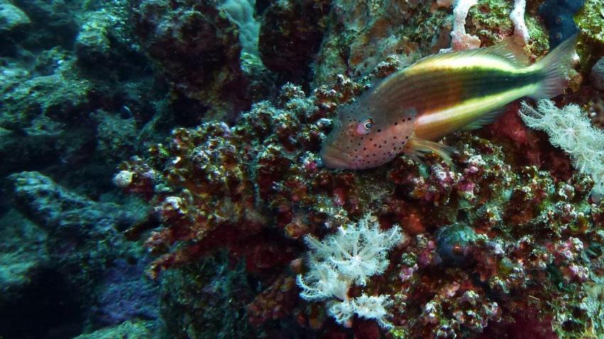 Korallenwächter (Forsters Büschelbarsch), Extra Divers, Three Corners Fayrouz Plaza, Marsa Alam, Ägypten, Marsa Alam und südlich