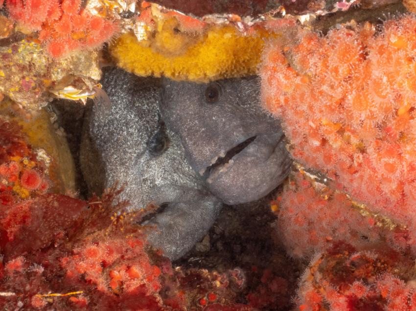 Oceanfix.ca Dive Centre, Kanada