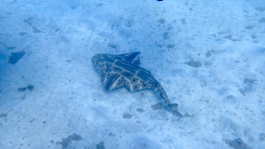 Engelhai, GooDiving, Spanien, Kanaren (Kanarische Inseln)