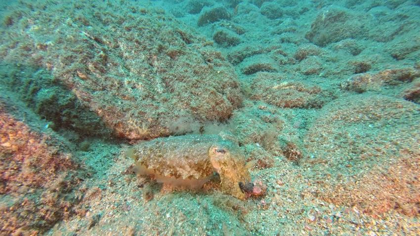 Sepia, Zeus Dive Center, Playa del Ingles, Gran Canaria, Spanien, Kanaren (Kanarische Inseln)