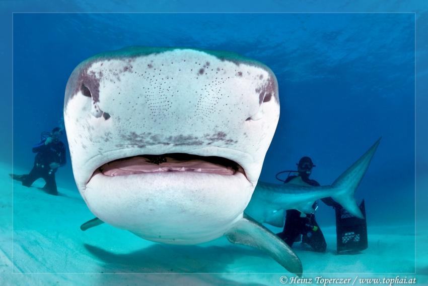 Sharkshow, Fish Tales,Bahamas