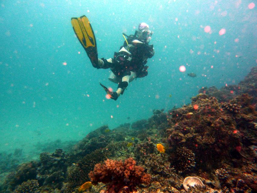 Aquarium 9. Nov. 2009 nach 1 Woche rauher See, Mahe,Beau Vallon,Aquarium,Seychellen