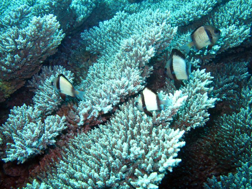 Coral Bay WA, Coral Bay WA,Australien