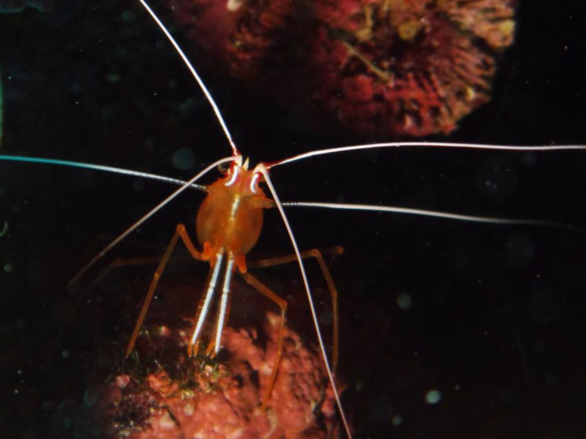 Hambillica, House Reef, Siquijor,Philippinen