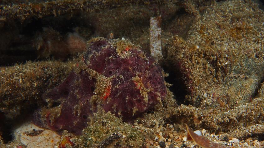 Frogfishmania Part 3, Lembeh Strait,Nord Sulawesi,Indonesien,Anglerfisch,Frogfisch