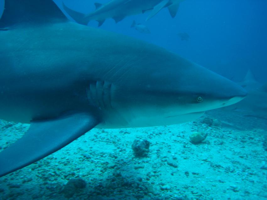 The Bistro - Full of Sharks, Beqa Lagoon,Fidschi,Bullenhai,Hai
