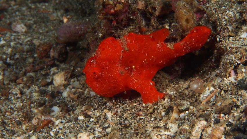 Frogfishmania Part 3, Lembeh Strait,Nord Sulawesi,Indonesien,Anglerfisch,Frogfisch