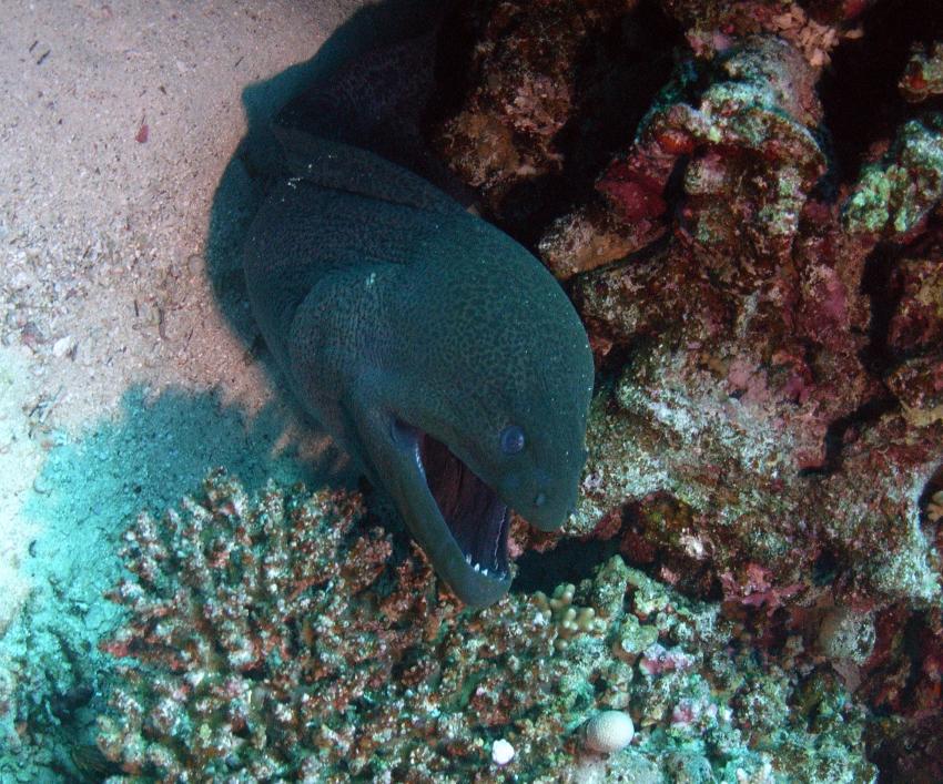 Safaga 01/2011 Teil 3, Safaga - allgemein,Ägypten