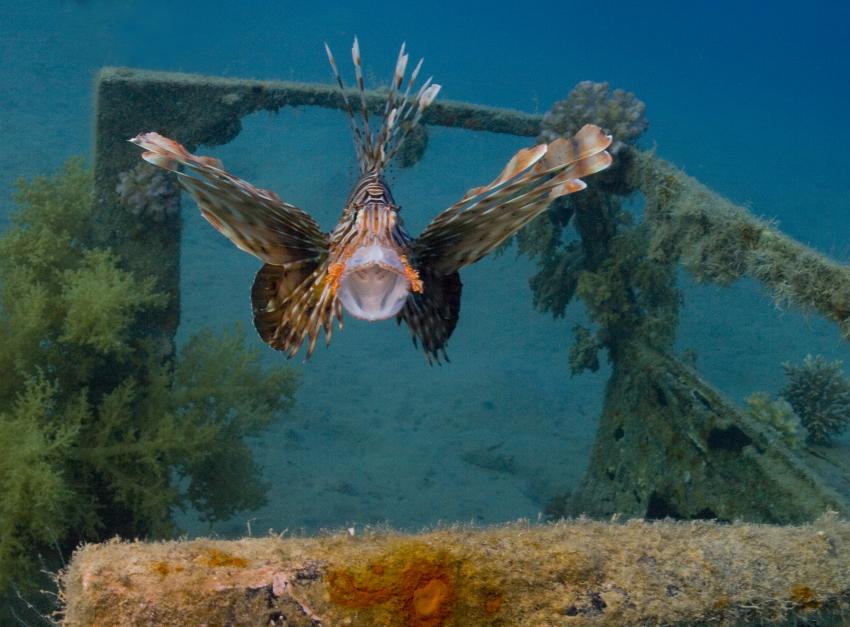 Nuweiba, Nuweiba (Nord-Sinai),Ägypten,Skorpionsfische,Rotfeuerfisch,Maul offen