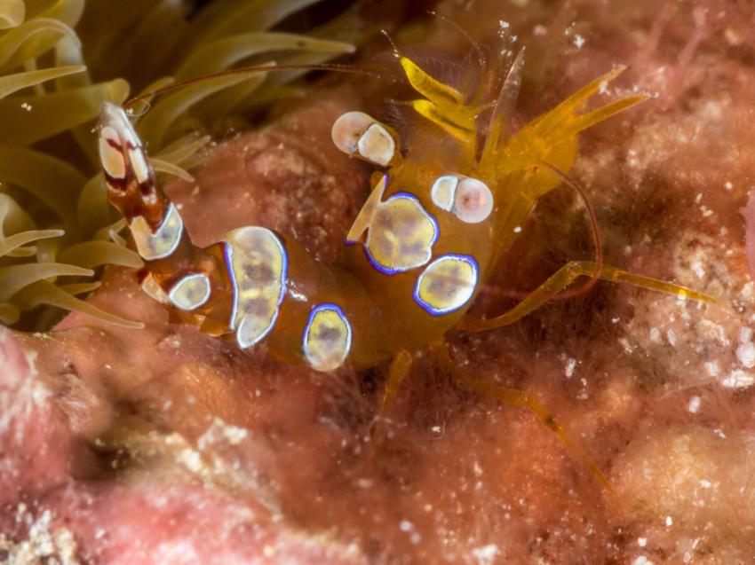 Sexy shrimp, Shrimp, Garnele, Abalone Plongée, Mayotte, Komoren, Mayotte