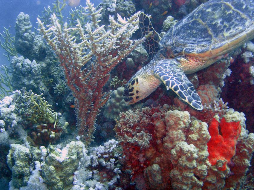 Brayka Bay House Reef, Brayka Bay,Ägypten,Meeresschildkröte,beim fressen