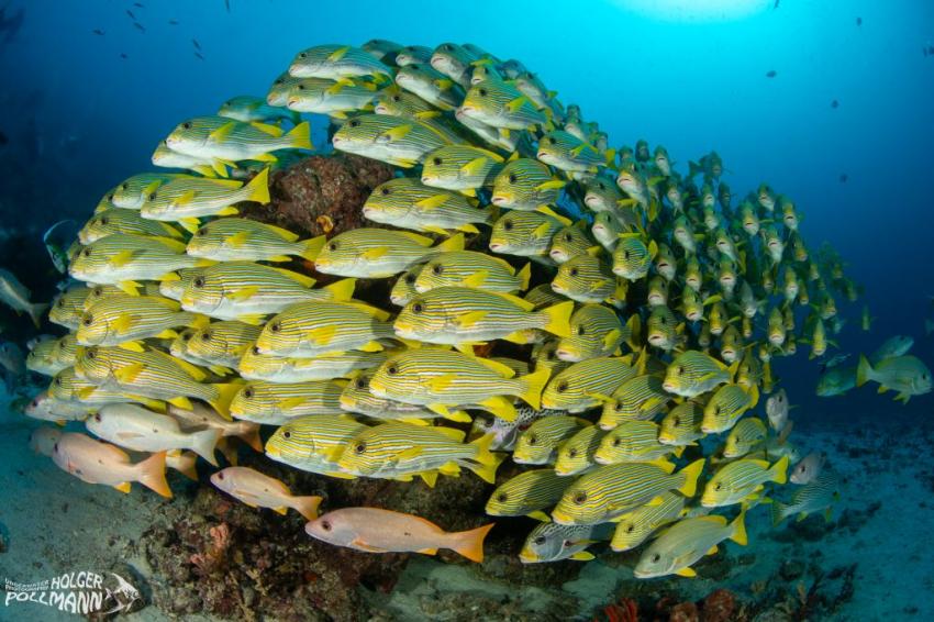 hp-underwaterphoto-Goldband-Süsslippe, Ribbon Sweetlips, Plectorhinchus polytaenia, Raja Ampat Indonesia (3), Papua Explorers Dive Resort, Raja Ampat, Indonesien, Allgemein