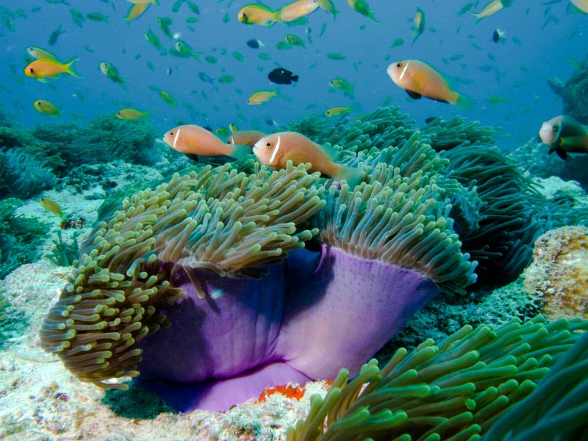 Amba Tauchsafari - Haa Alifu Atoll, Haa Alifu Atoll,Malediven,Anemonenfisch,clownfisch,anemone,lila fuss