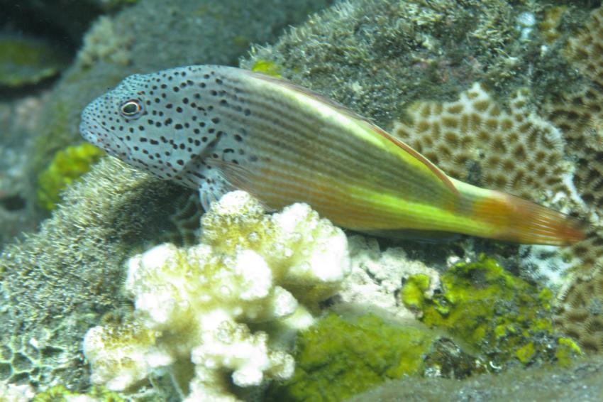 Tulamben, Tulamben,Indonesien,Korallenwächter