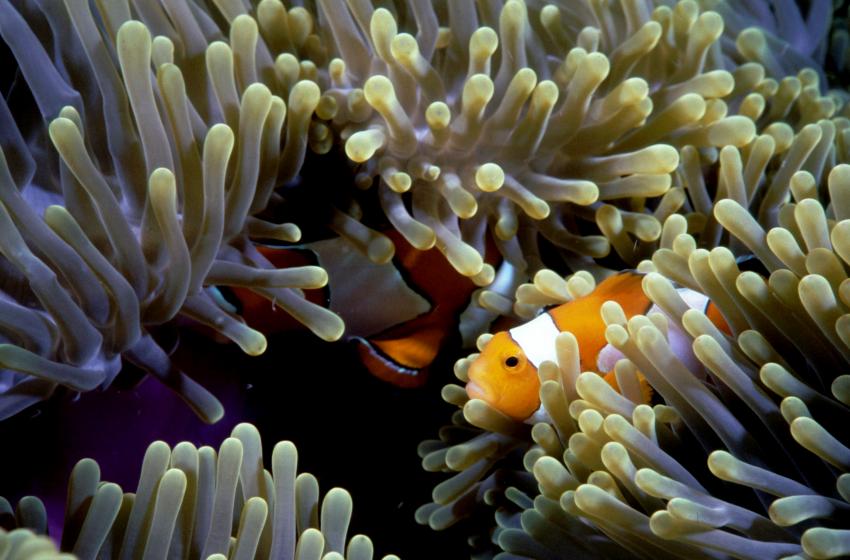 Paradise Diving Nai Yang, Nai Yang,Thailand,Nemo,anemonenfisch,clownfisch